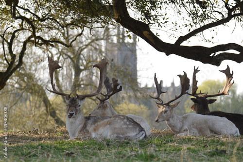 a group of fallow deer lying down in the shade with a church in the background