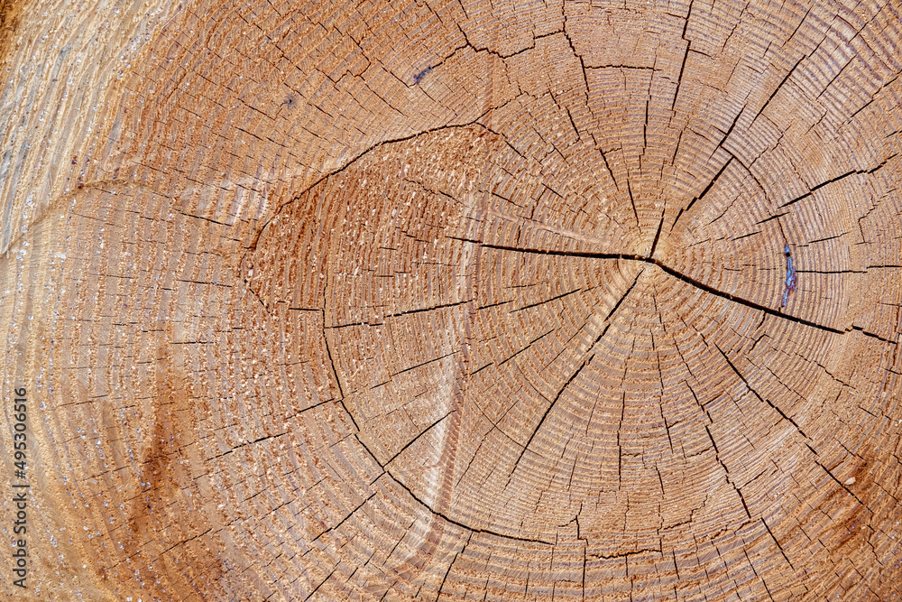 Fototapeta premium Saw cut of a tree as background