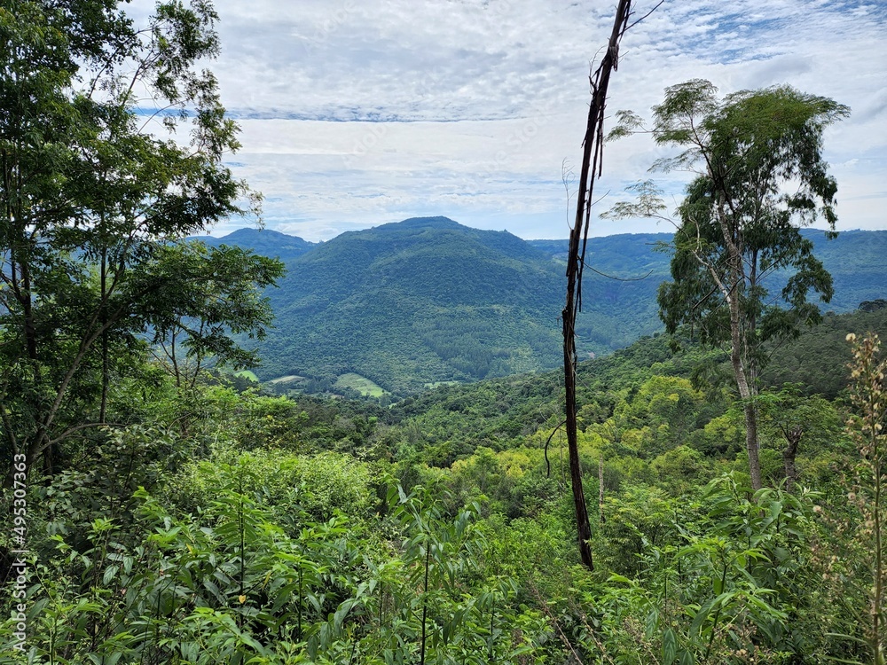 Fototapeta premium sítio com mata virgem nas montanhas