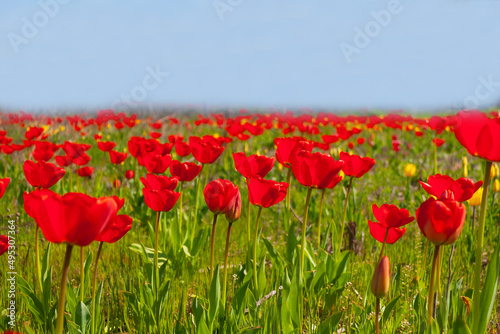 blooming red tulips in a large meadow on a sunny spring day