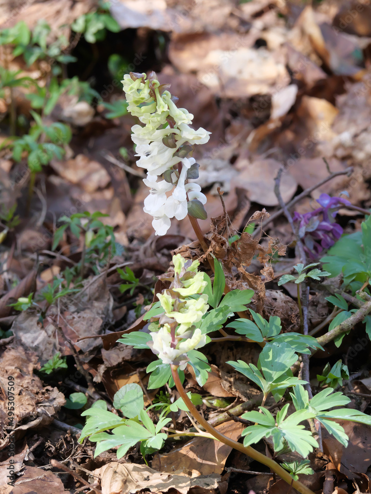 Weiß blühender Hohle Lerchensporn (Corydalis cava) in Frühling Weiß blühender Hohle Lerchensporn (Corydalis cava) in Frühling