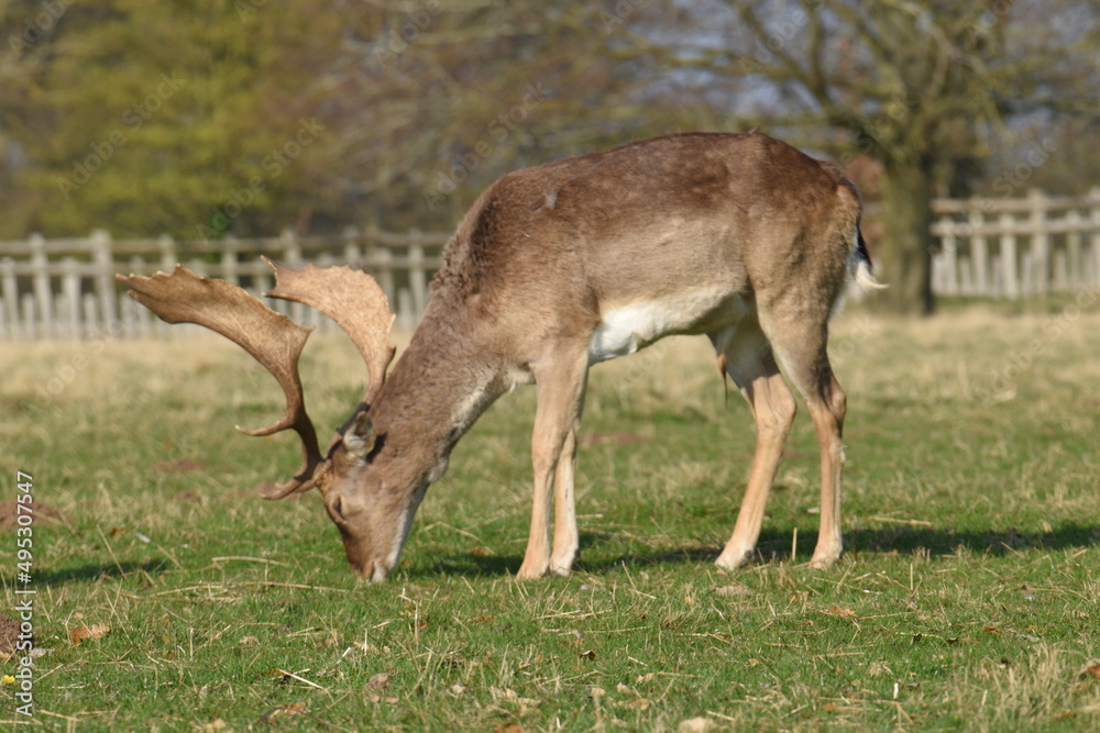 a group of deer in a field