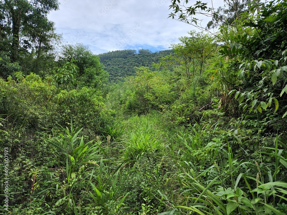 sítio com mata virgem nas montanhas sítio com mata virgem nas montanhas