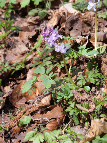 Violett blühender Hohle Lerchensporn (Corydalis cava) in Frühling