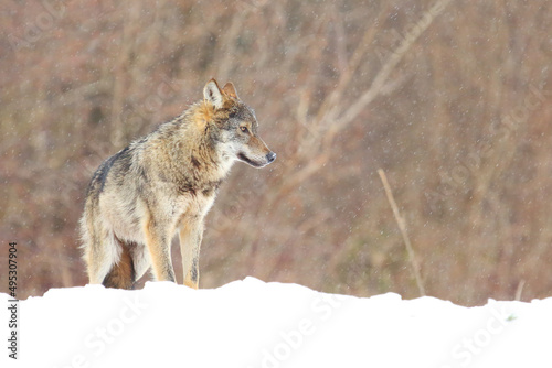 The wild european wolf  Canis lupus lupus  in the snow blizzard.