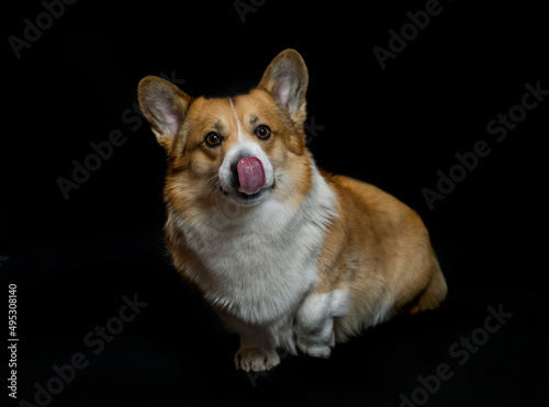portrait of cute puppy dog corgi pembroke licking sitting on a black isolated...