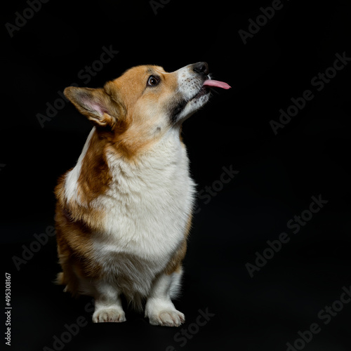 portrait profile cute puppy dog corgi pembroke licking sitting on a black iso...
