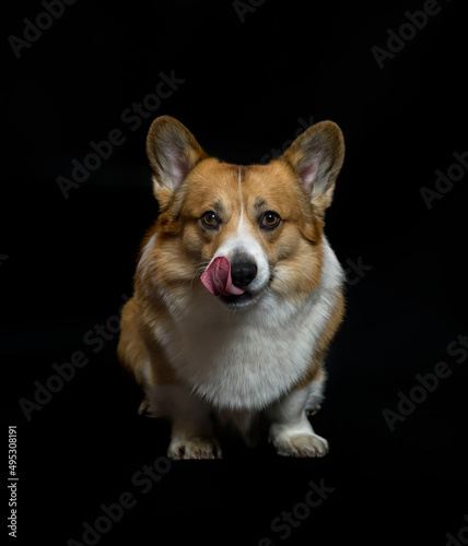 portrait of cute puppy dog corgi pembroke licking sitting on a black isolated background