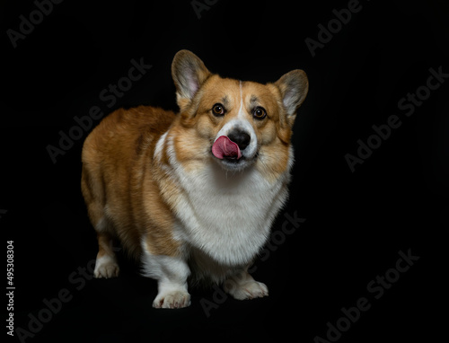 portrait of cute dog corgi pembroke licking on black background