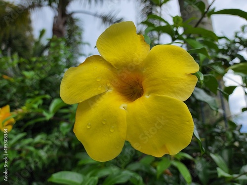 Fotografie flor amarela