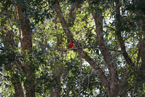 cardinal on a branch