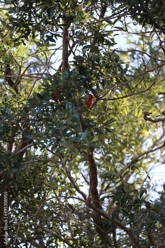 cardinal bird on tree