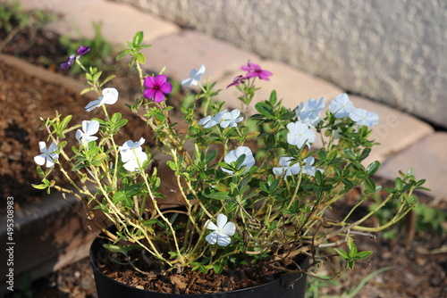 white and pink periwinkles