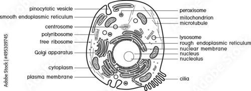 Coloring page with animal cell structure. Educational material for biology lesson