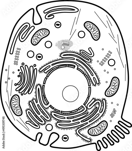 Coloring page with animal cell structure. Educational material for biology lesson