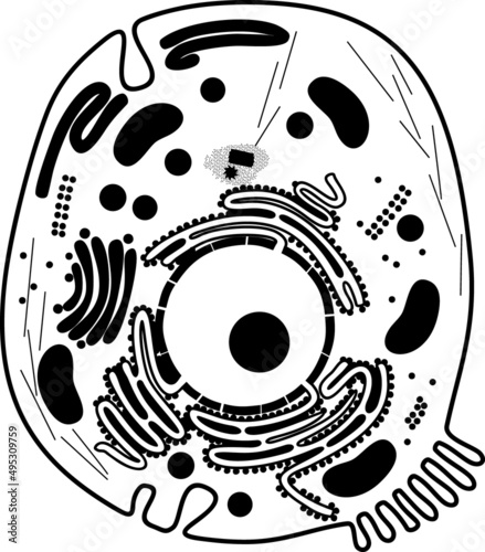 Black silhouette of animal cell structure