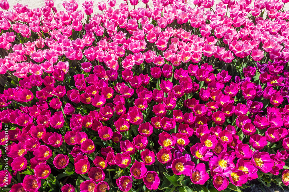 Obraz premium Large flowerbed of beautiful tulips in the park at spring