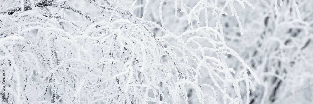 Snow and rime ice on the branches of bushes. Beautiful winter background with trees covered with hoarfrost. Plants in the park are covered with hoar frost. Cold snowy weather. Cool frosting texture. Snow and rime ice on the branches of bushes. Beautiful winter background with trees covered with hoarfrost. Plants in the park are covered with hoar frost. Cold snowy weather. Cool frosting texture.
