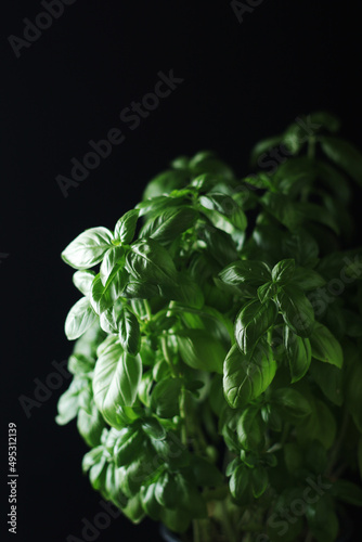 A bunch of basil in low key 