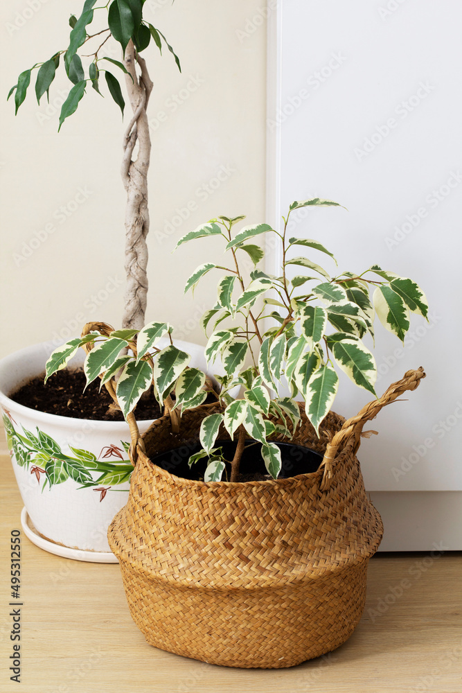 Ficus variegated in a wicker basket and ficus trunks braided.