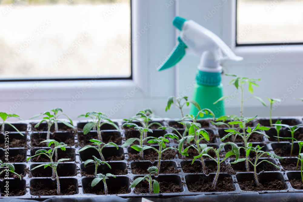 Seedlings of tomatoes and cucumbers grown at home.