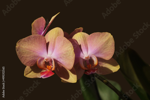 Blooming orchid flowers with plain blurred background