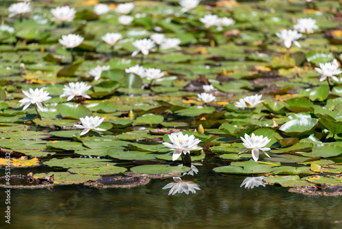 White water lilies  nymphaea odorata 