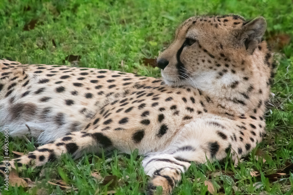 Fototapeta premium cheetah