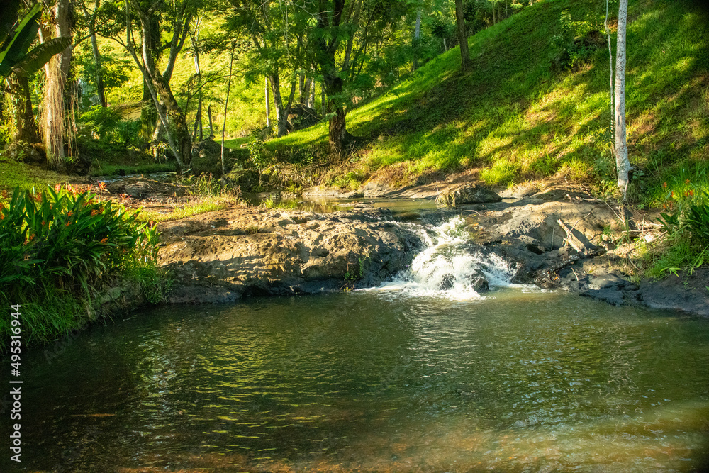 Naklejka premium stream in the forest