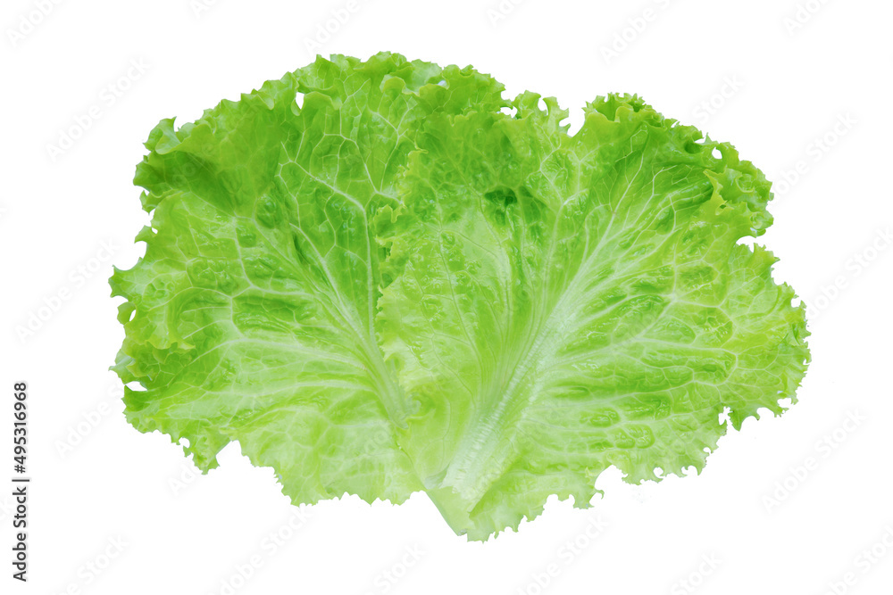 Lettuce. Salad leaf isolated on white background with clipping path. Lettuce. Salad leaf isolated on white background with clipping path.
