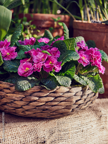 A bright primrose in a wicker basket standing on burlap next to ceramic pots. Spring blossom
