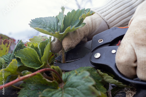 Pruning shears old leaves of strawberry autumn. Season work in the garden.  photo