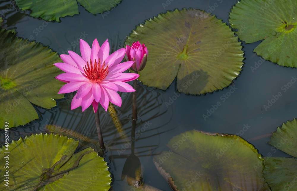 Lotus flowers floating with lily pads in pond Lotus flowers floating with lily pads in pond