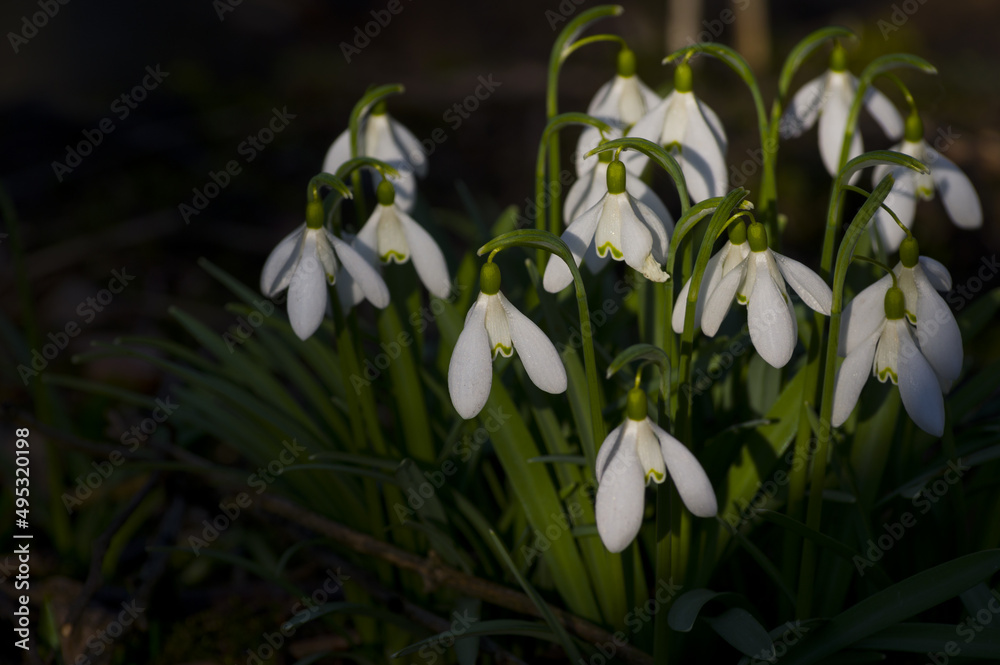 Blooming spring snowdrops in the forest in golden hour