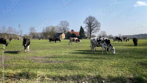 Cows  on a field in Germany 