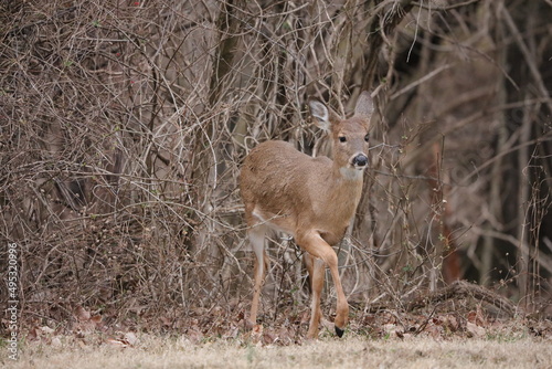 deer in the woods