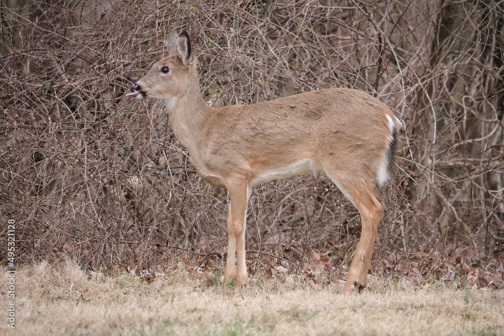 deer in the woods deer in the woods