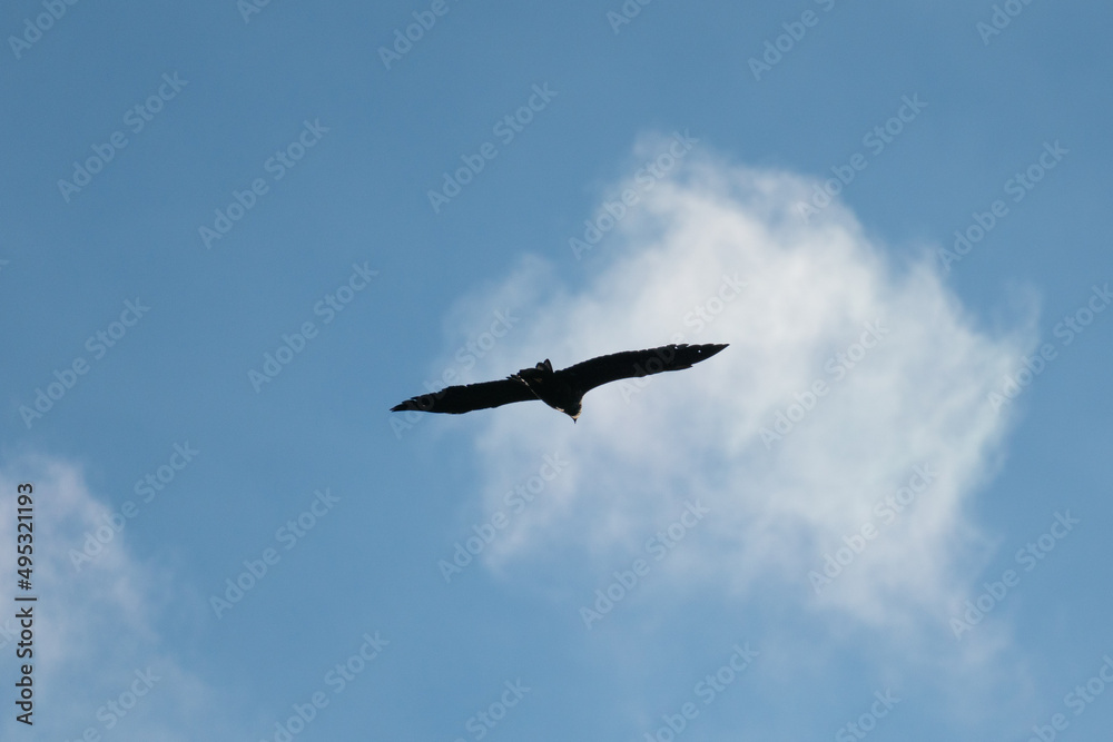 A big eagle soaring on the wind overhead, white clouds in background and blue sky A big eagle soaring on the wind overhead, white clouds in background and blue sky