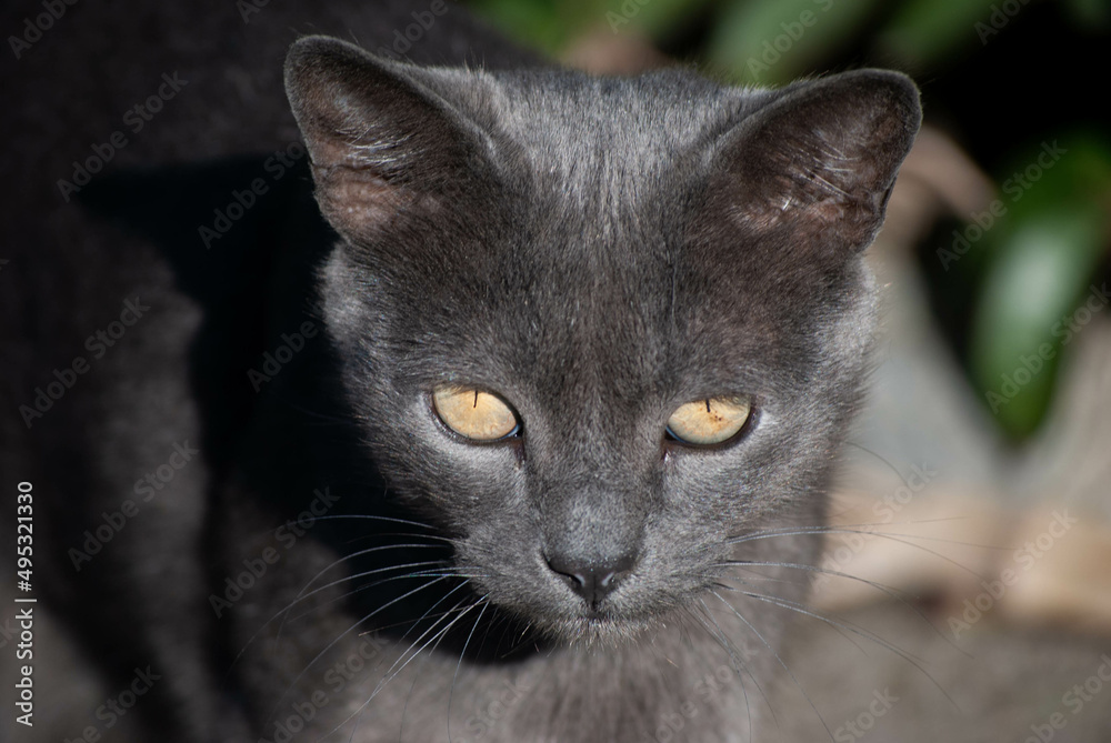 Stray black cat looking at the camera
