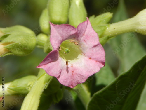 Tobacco flower
