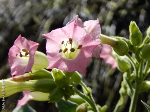 Tobacco flowers
