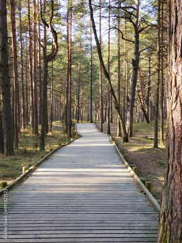 wooden flooring for walking in a pine forest. sunny summer day