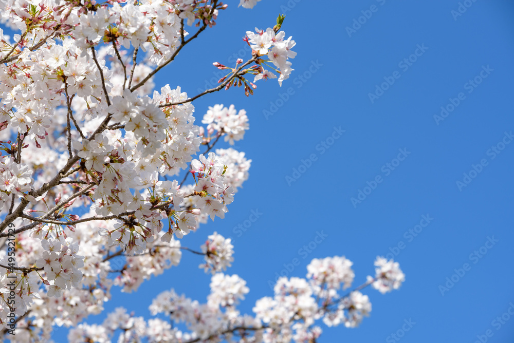 Cherry blossoms and blue sky, Sakura Cherry blossoms and blue sky, Sakura