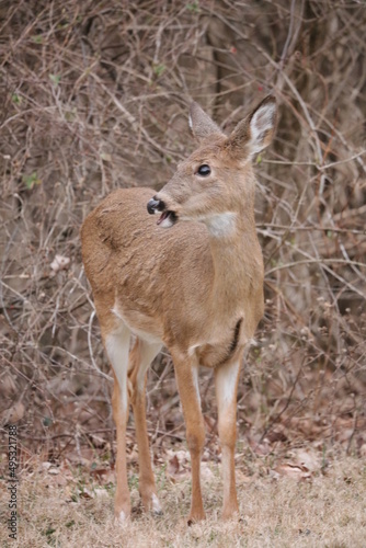 deer in the woods