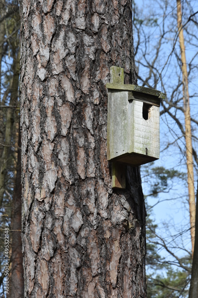 budka lęgowa dla ptaków w lesie na sośnie