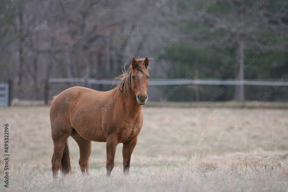 Fototapeta premium horse in the field