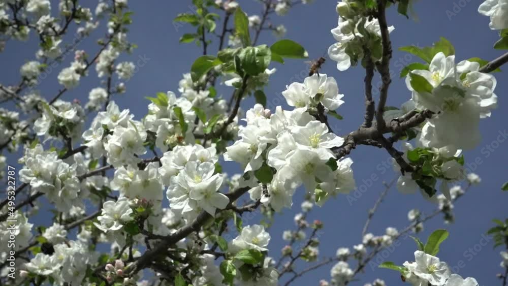 Gravenstein apple tree branches filled with blossoms in full bloom against a blue sky with a light breeze blowing and bees buzzing around. Gravenstein apple tree branches filled with blossoms in full bloom against a blue sky with a light breeze blowing and bees buzzing around.