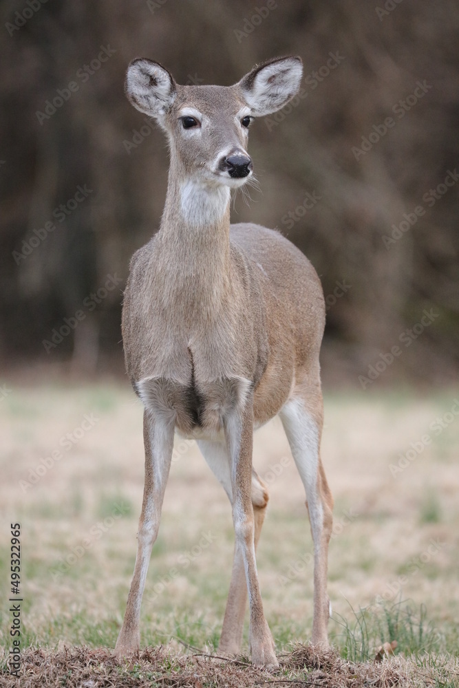deer in the woods