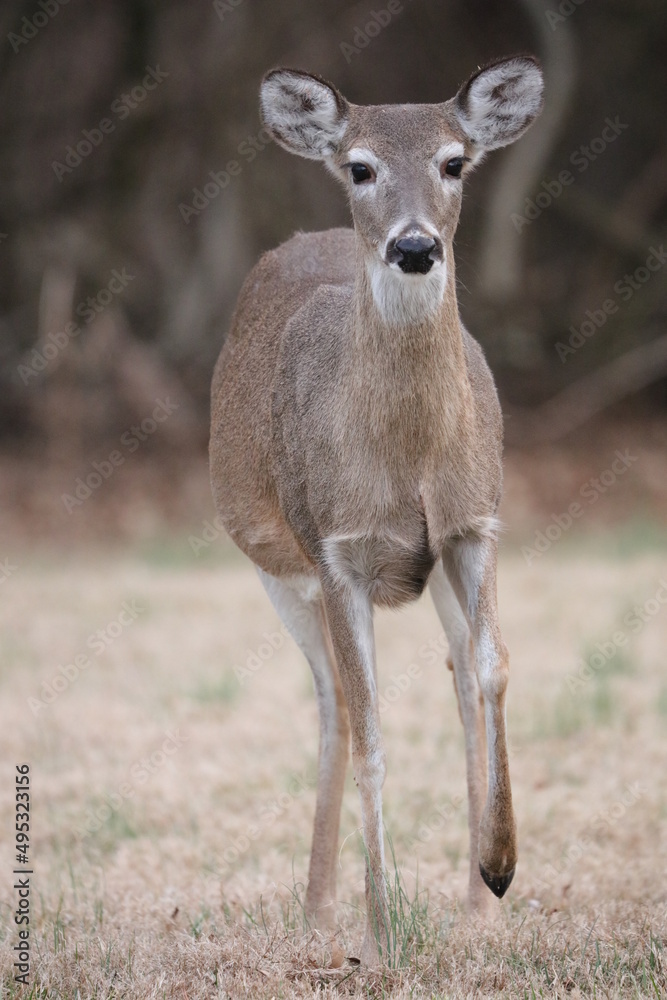 Fototapeta premium deer in the woods