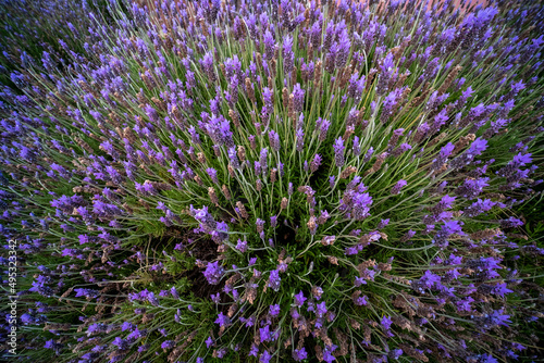 large lavender flowering shrub
